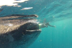 Private Whale Shark All Inclusive Experience - The boat ride out: shade, comfort, and motion management
