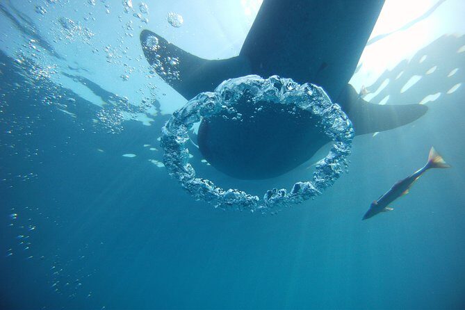 Private Whale Shark All Inclusive Experience - Stop 1: Mayan Coral Reef snorkeling with guide oversight