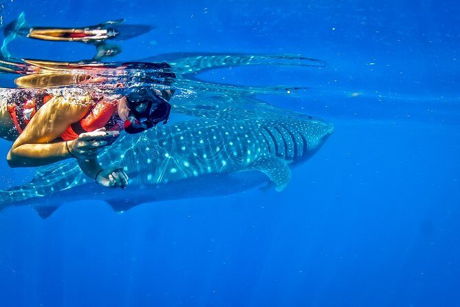 Private Whale Shark All Inclusive Experience - Wetsuits, masks, and what you should bring in your day bag