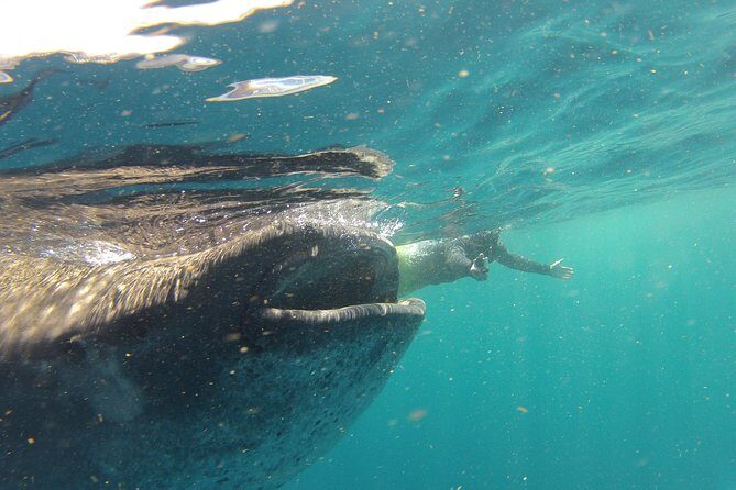 Private Whale Shark All Inclusive Experience - The boat ride out: shade, comfort, and motion management