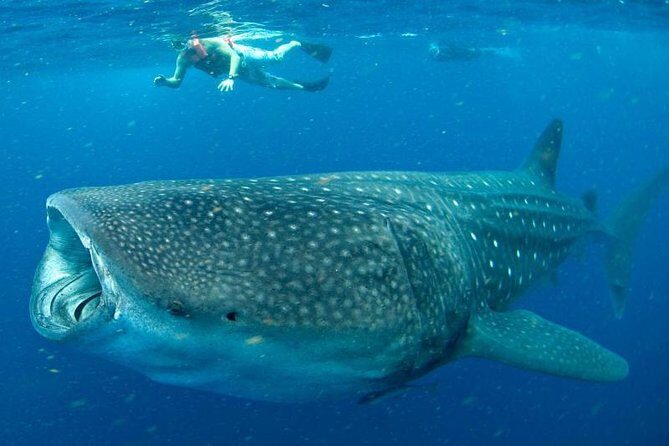 Private Whale Shark Ecofriendly Tour from Riviera Maya - Isla Contoy National Park: A Protected-Area Feel Without the Noise