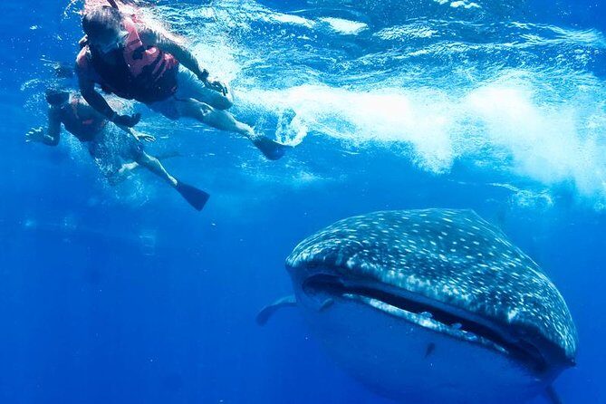 Private Whale Shark Ecofriendly Tour from Riviera Maya - VNV Marina Setup: Gear, Health Rules, and How the Crew Runs It