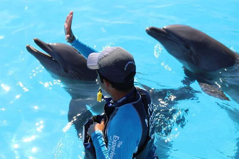 Riviera Maya: Dolphin Encounter with Beach Club Access - Maroma Beach Club access: Playa Maroma time without the rush