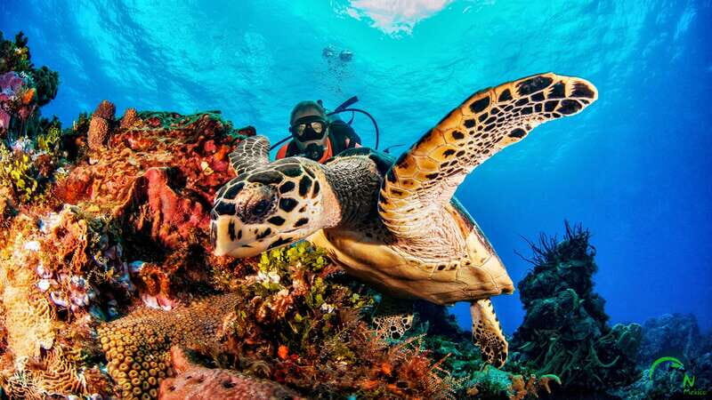 Scuba Dive in Playa del Carmen - 2 Dives (Certified divers) - Key things to know before you go