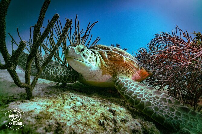 Scuba Diving in Cozumel Island - Key highlights I’d plan around