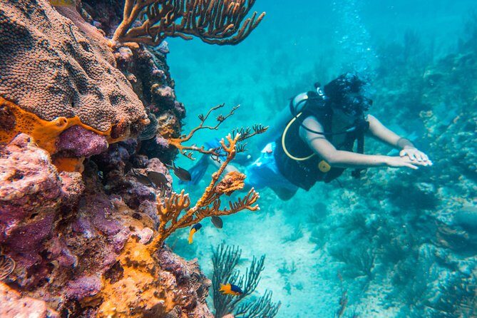 Scuba Diving in Cozumel Island - Why Cozumel’s reef time is a good use of a vacation day