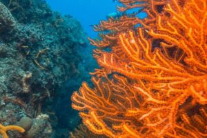 Scuba Diving in Cozumel Island - Getting from your hotel area to the marina (and why the timing helps)