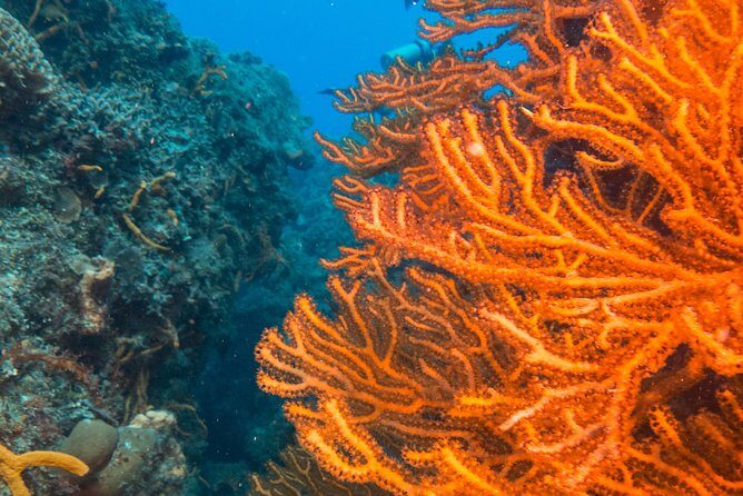 Scuba Diving in Cozumel Island - Getting from your hotel area to the marina (and why the timing helps)
