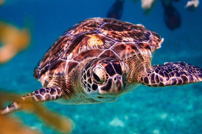 Sea turtle and cenotes half day Snorkeling Tour from Riviera Maya - What This 4–5 Hour Turtle-and-Cenote Plan Really Means