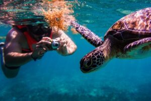 Sea turtle and cenotes half day Snorkeling Tour from Riviera Maya - Tulum Beach Reef Snorkel: Getting Up Close With Sea Turtles