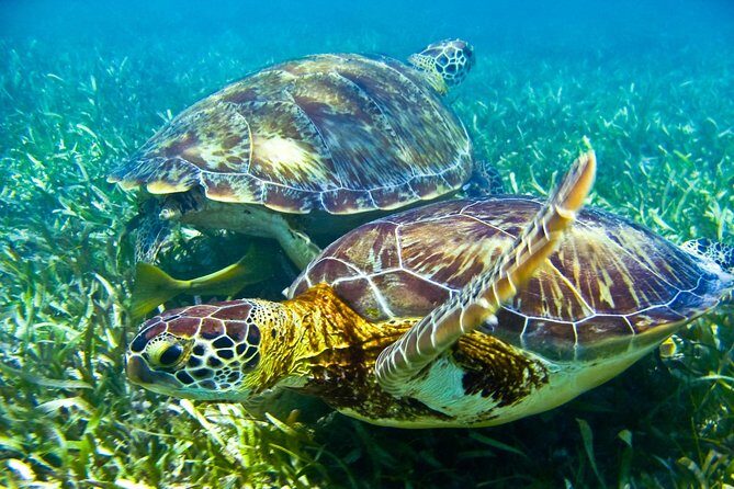 Sea turtle and cenotes half day Snorkeling Tour from Riviera Maya - Chikin Ha Cenotes: Two Snorkel Stages and One Underground Walk