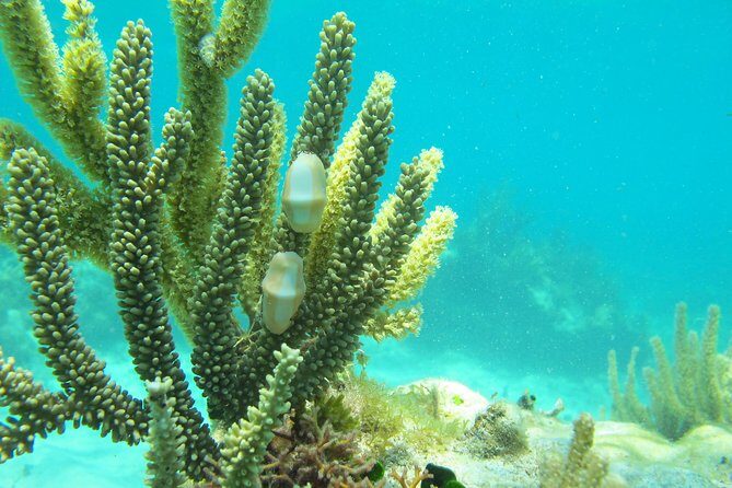 Sea turtle and cenotes half day Snorkeling Tour from Riviera Maya - The Boat, Gear, and Guide: Why Small Groups Matter