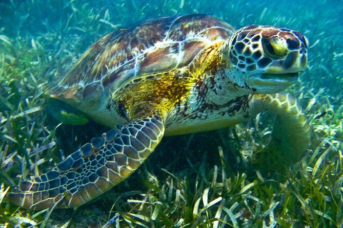 Sea turtle and cenotes half day Snorkeling Tour from Riviera Maya - Price and Fees: What $99 Really Buys You