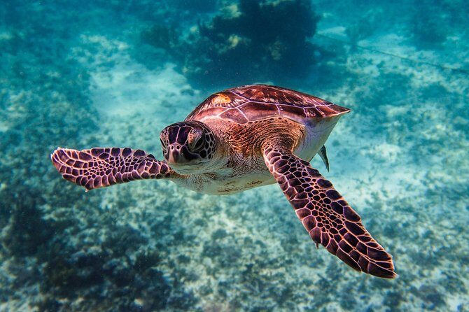 Sea turtle and cenotes half day Snorkeling Tour from Riviera Maya - What to Pack for Turtles, Saltwater, and Cenotes