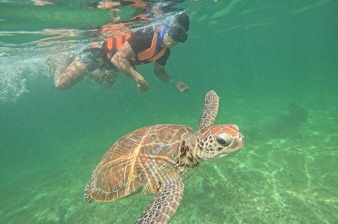 Sea Turtle Snorkeling in Akumal - Guides: Why Names Like Saul, Miguel, and Carlos Matter