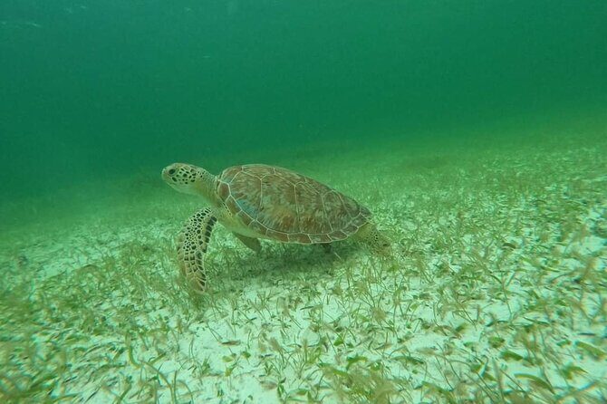 Sea Turtle Snorkeling in Akumal - Where You Start in Akumal: The Meeting Point and Time Window