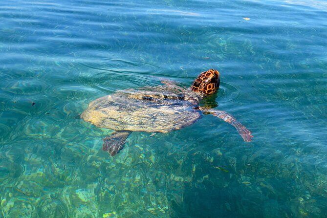 Sian Ka'an Boat Experience from Riviera Maya to Tulum - Punta Allen: sustainable fishing, mangroves, and real community rhythm