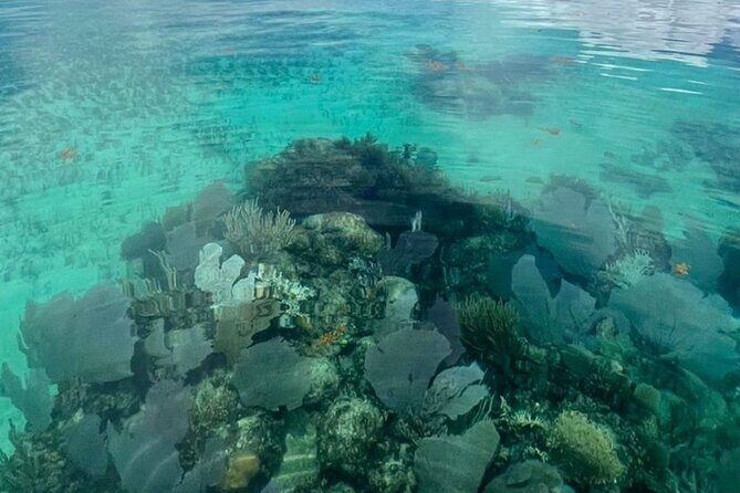 Sian Ka'an Boat Experience from Riviera Maya to Tulum - Should you book the Sián Ka’an boat experience from Riviera Maya to Tulum?