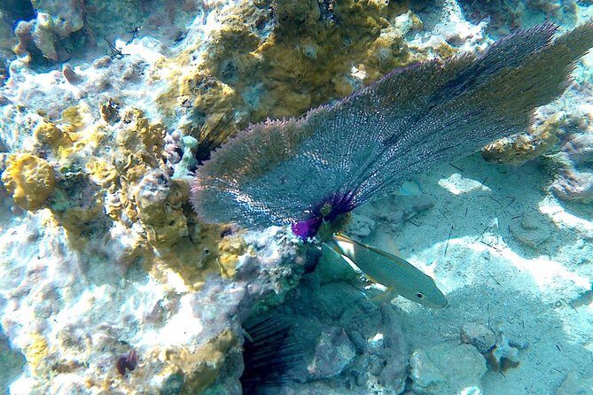 SkyReef Cozumel Snorkel & Tequila Tasting - Service You Can Count On (and Friendly Names to Remember)