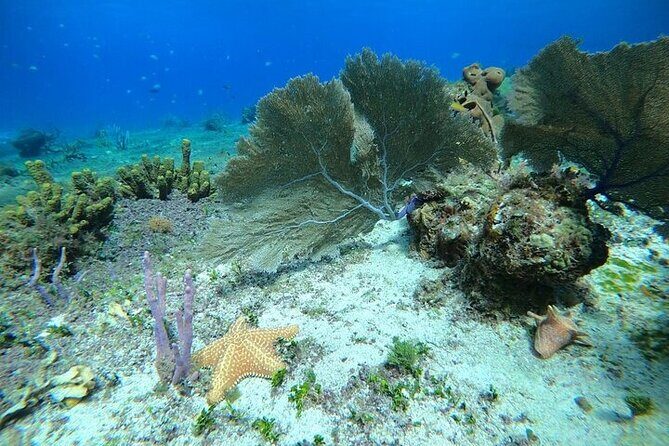 Snorkel along the coast, explore two reefs by Chivis del Mar - Price and logistics: what you pay (and what you’ll pay in pesos)