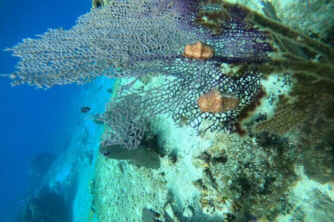 Snorkel along the coast, explore two reefs by Chivis del Mar - Centro stop: drinks, fruit, and a real breather