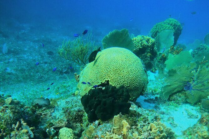 Snorkel along the coast, explore two reefs by Chivis del Mar - Gear, safety, and how the crew helps you feel ready