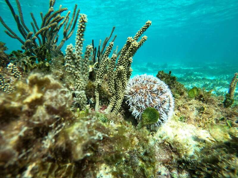 SNORKEL IN TULUM REEF, BOAT RIDE AND CALETA - Key things you’ll love about this Tulum snorkel and caleta tour