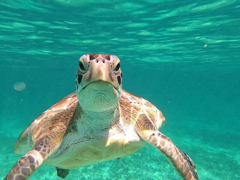 SNORKEL IN TULUM REEF, BOAT RIDE AND CALETA - Meeting at Playa Santa Fe: start where the action is