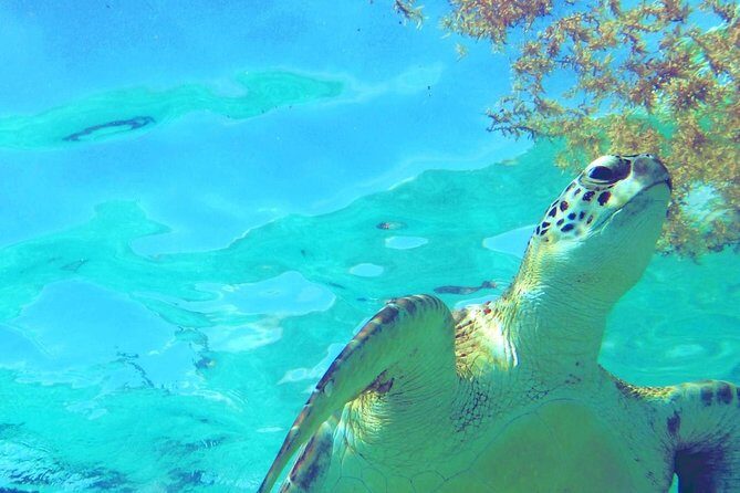 Snorkeling Adventure Tour Reef & Cenote - Reef Meets Cenote: Why This Tulum Combo Works