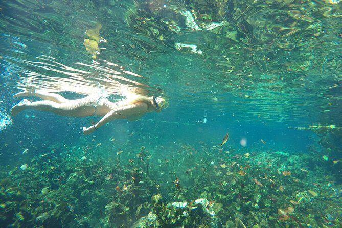 Snorkeling Adventure Tour Reef & Cenote - Price and Value: Is $230 Fair for Tulum?