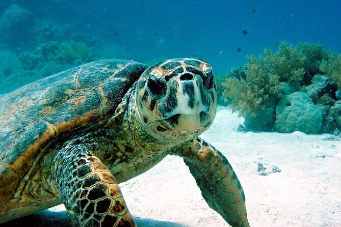 Snorkeling Experience with Turtles in Cenote in Riviera Maya - Why This Cenote-and-Turtle Tour Feels Worth Your Half Day