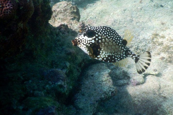 Snorkeling with Caribbean fish and private cenote exploration - Lunch After Swimming: Simple Food That Actually Fits the Day