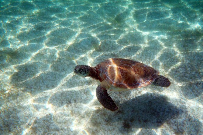 Snorkeling with Caribbean fish and private cenote exploration - Who This Tour Fits Best (And Who Should Rethink It)