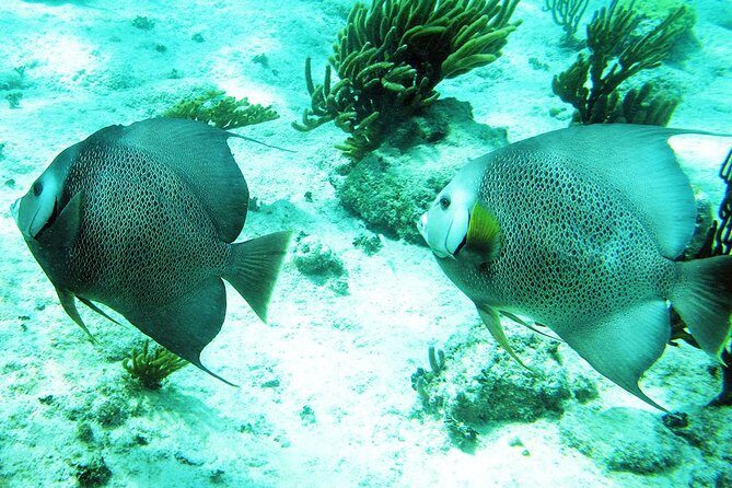 Snorkeling with Caribbean fish and private cenote exploration - Should You Book This Tulum Snorkel and Private Cenote Tour?