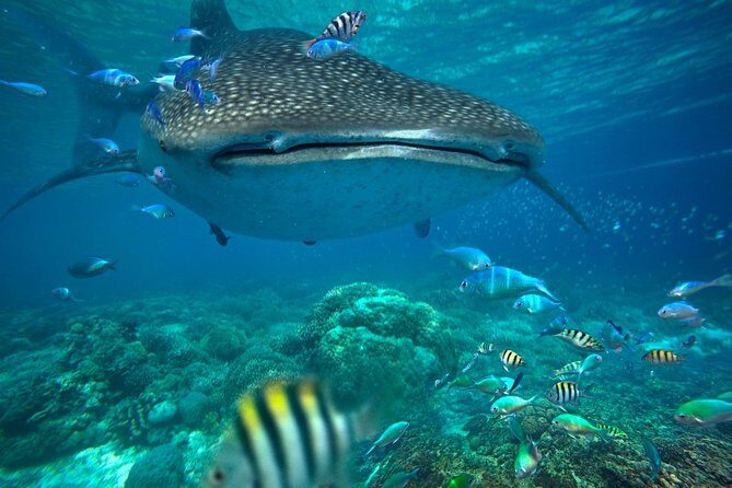 Snorkeling with Whale Sharks - Isla Mujeres - Early Pickup and a Simple Day Plan That Actually Works