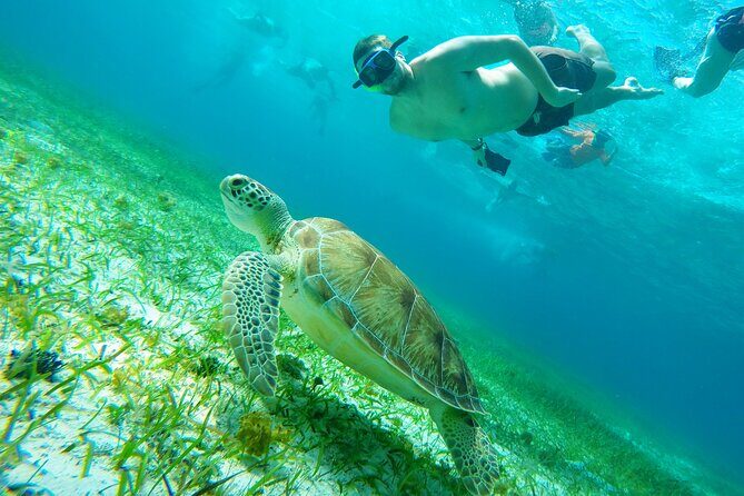 Starfish, Stingrays and the Turtle Sanctuary Snorkel Tour - Price and Logistics: The Two Things That Decide Your Day