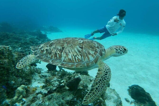 Starfish, Stingrays and the Turtle Sanctuary Snorkel Tour - Reef Stops Like Columbia Reef and Dzul-Ha Reef: Fish, Coral, and the Turtle Chance