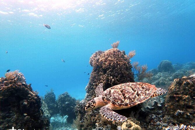 Starfish, Stingrays and the Turtle Sanctuary Snorkel Tour - The Crew Makes the Difference: Guides, Captains, and Group Control