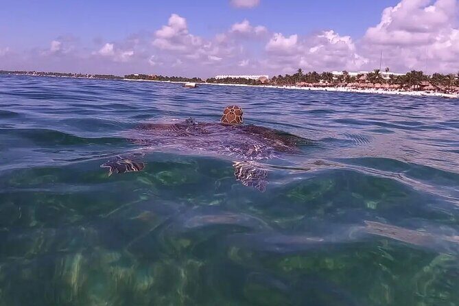 Swim with akumal turtles - Meeting point at Manzano (and how to avoid a headache)