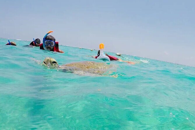 Swim with akumal turtles - Stop at Akumal Beach: the snorkel route that makes turtle sightings more likely