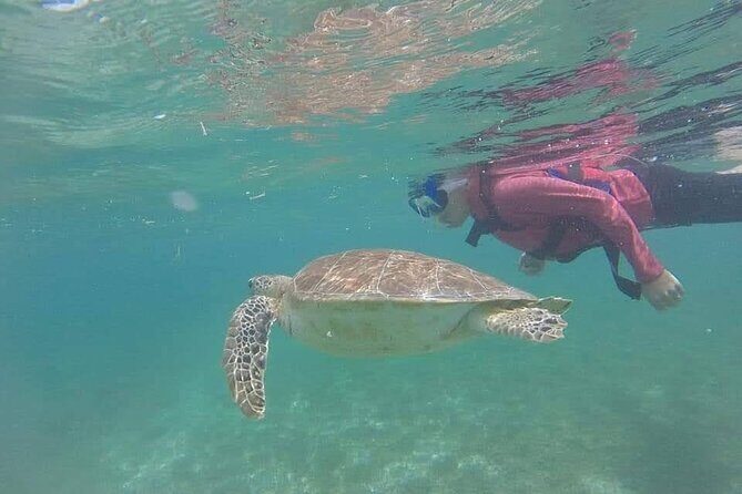 Swim with akumal turtles - Coral Akumal barrier: fish, rays, and the “extra credit” wildlife