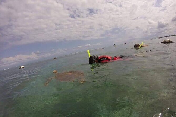 Swim with akumal turtles - Tips that genuinely help (and protect turtles)