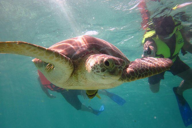 Swim with sea turtles - Akumal Sea Turtles: Why This Beach Swim Feels Different