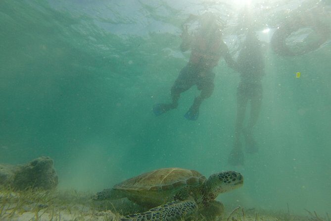 Swim with sea turtles - The 1h15 Akumal Swim, Step by Step