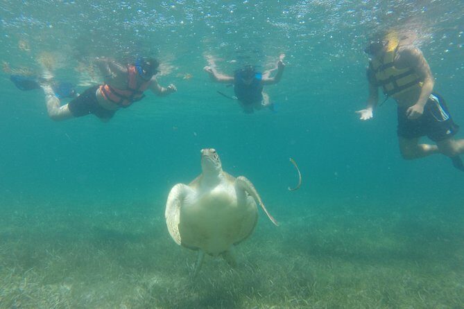 Swim with sea turtles - Your Guide Matters: The Names People Keep Praising