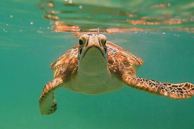 Swim with Turtles in Akumal + GoPro Photo Session - Key things I’d book for (even if you’re just browsing)