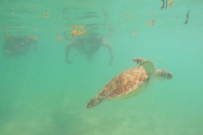 Swim with Turtles in Akumal + GoPro Photo Session - Seeing Turtles Without Getting in the Way