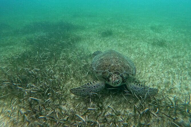 Swim with Turtles in Akumal + GoPro Photo Session - Facilities and the Best Part After the Swim