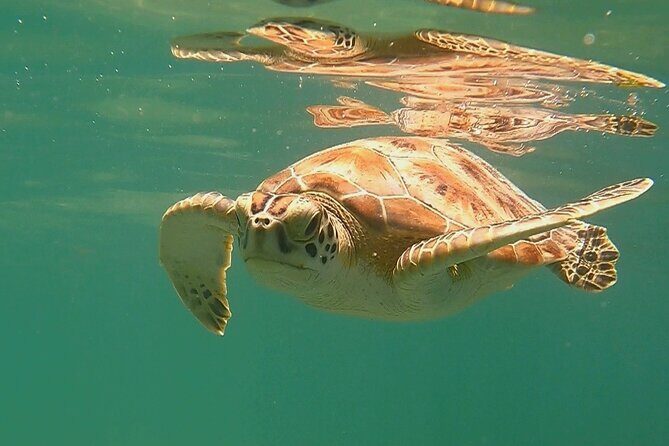 Swim with Turtles in Akumal + GoPro Photo Session - Who This Turtle + GoPro Tour Is Best For