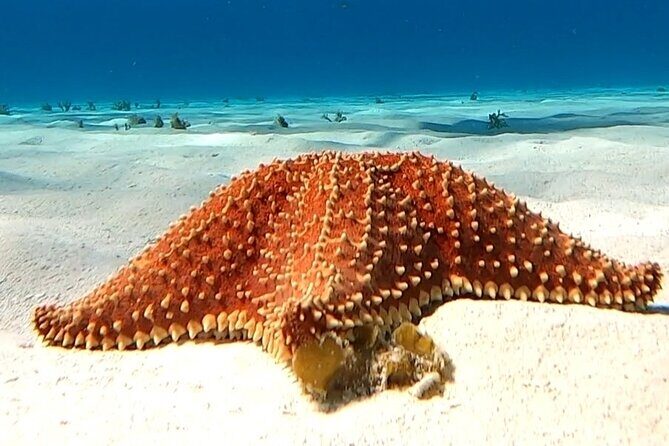 The Cozumel Turtle Sanctuary Snorkel Tour - Cielito Little Heaven: snacks, calm water, and a slower pace